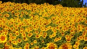 Sommersonnenblumen